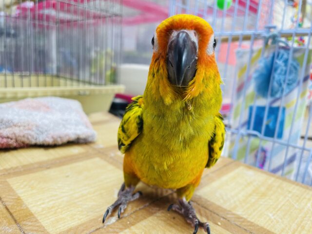 コガネメキシコインコ