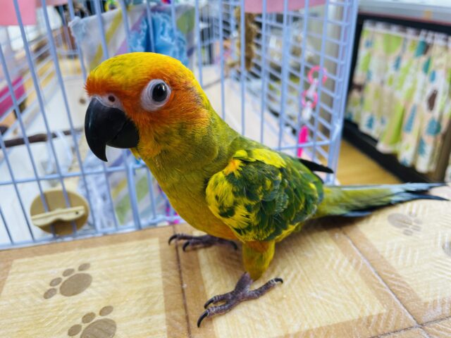 コガネメキシコインコ