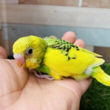最新画像あります✨わたわたなマフラー身につけて☺️セキセイインコ（パイド）⭐️