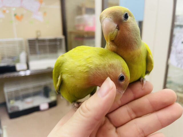 コザクラインコ（小桜インコ）