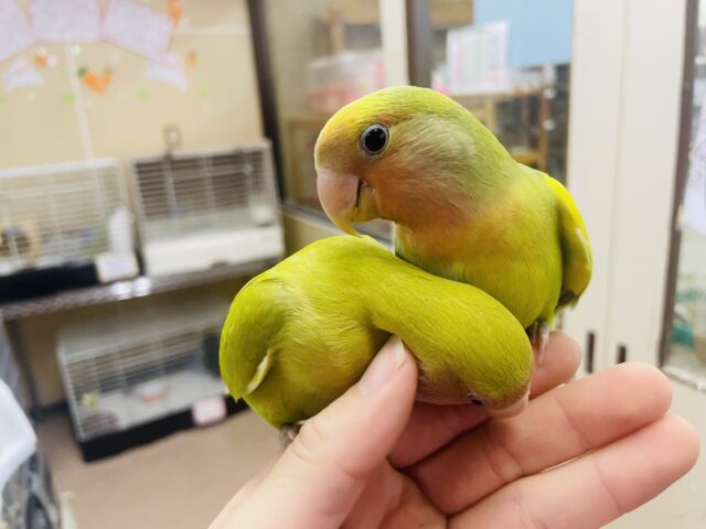 コザクラインコ（小桜インコ）