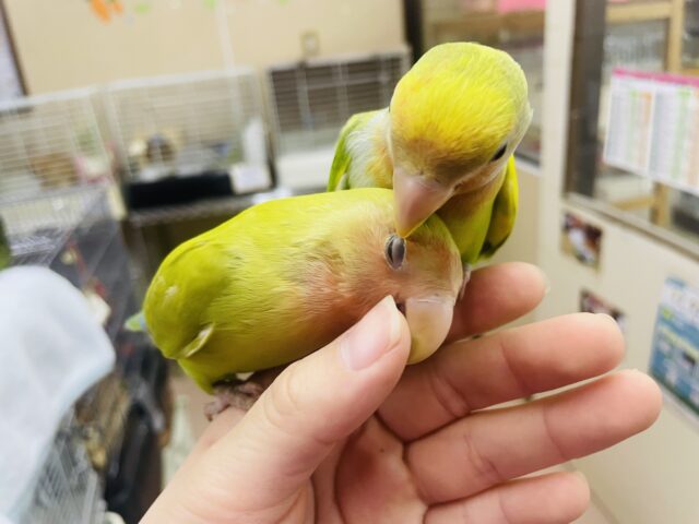 コザクラインコ（小桜インコ）