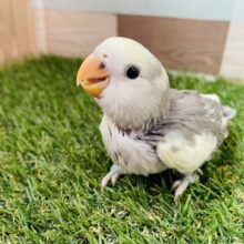 最新画像あります⭐️落ち着きを感じられるカラーですね🩶魅力の詰まったコザクラインコ（モーブパイド）✨