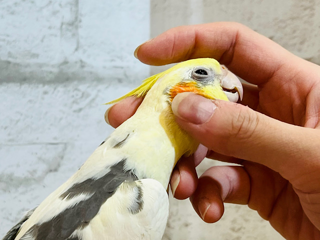 なでなで好きなツンデレオカメ🐥オカメインコ(パイド)