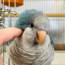 幸せの青い鳥💙おしゃべり上手‪☆オキナインコ(ブルー)