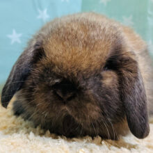 ちょい焦げ♡可愛さあふれてる♡♡ロップイヤーラビット(女の子)