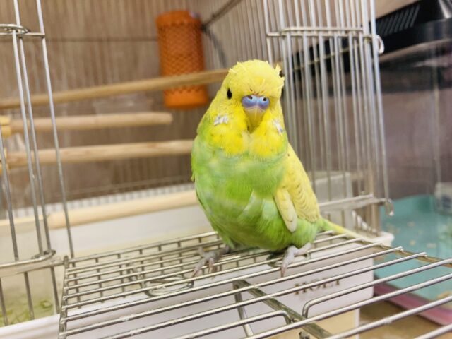 ジャンボセキセイインコ