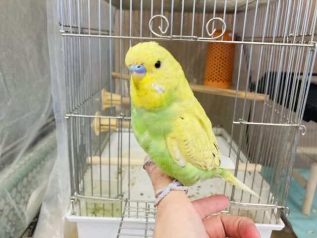 ジャンボセキセイインコ