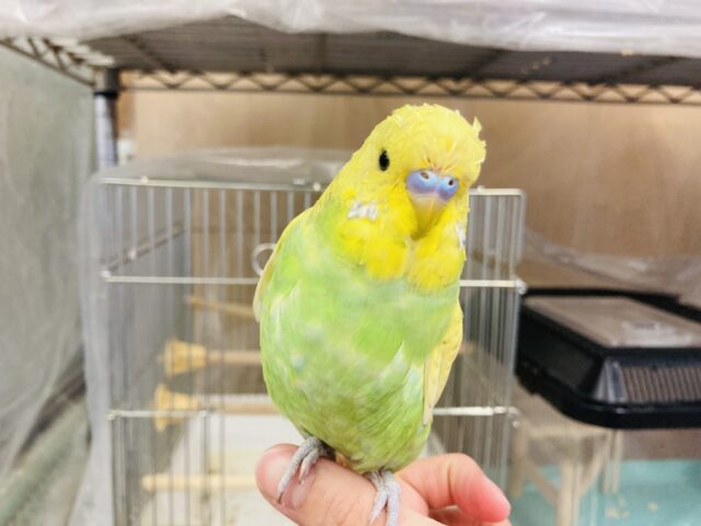 ジャンボセキセイインコ