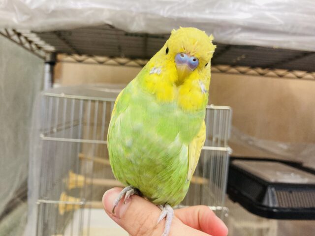 ジャンボセキセイインコ