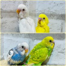 わちゃわちゃ♡カラフル💐セキセイインコ ヒナ