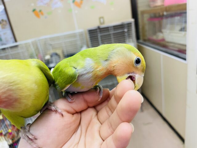 コザクラインコ（小桜インコ）