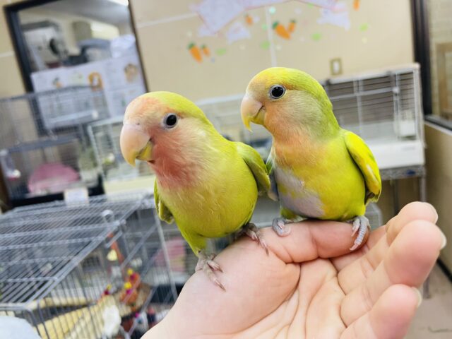 コザクラインコ（小桜インコ）