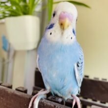最新画像有り⭐️明るめブルーが素敵です😍セキセイインコのオパーリン💙