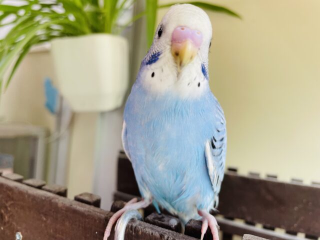 最新画像有り⭐️明るめブルーが素敵です😍セキセイインコのオパーリン💙