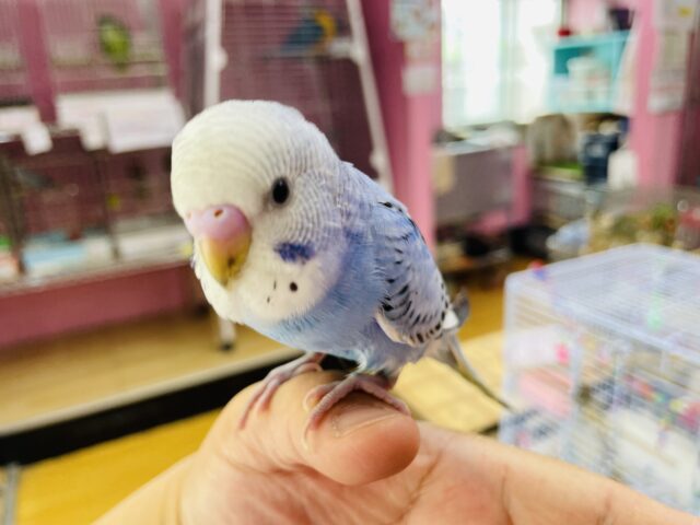 セキセイインコ