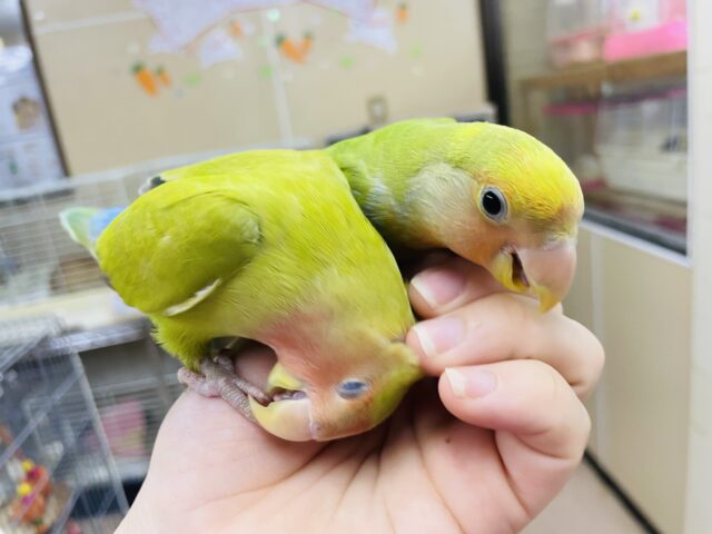 コザクラインコ（小桜インコ）