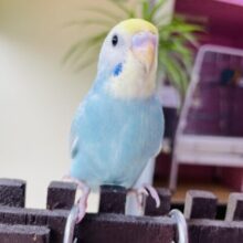 最新画像アリ❗️カメラ目線の得意なモデルさん✨セキセイインコ（パステルレインボー）🌈