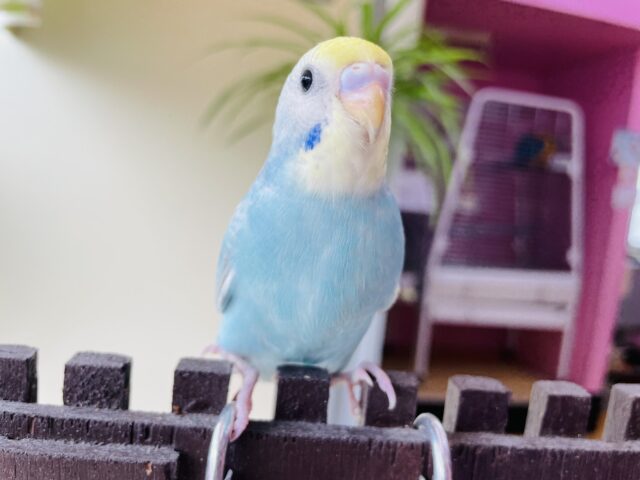 最新画像アリ❗️カメラ目線の得意なモデルさん✨セキセイインコ（パステルレインボー）🌈