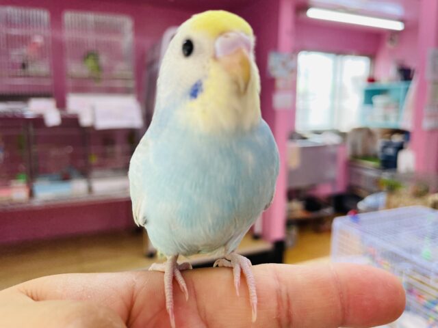 セキセイインコ