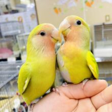 左側のコザたん記事🟢1人餌🌟最新画像になりますよ💫キュートなロールのお布団にダイブっっっ🍵🍵🍵🍎　コザクラインコ　シナモン