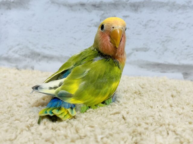 コザクラインコ（小桜インコ）