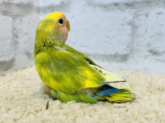 コザクラインコ（小桜インコ）