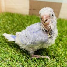 甘え上手で遊び上手？？☺️セキセイインコのスパングル！！