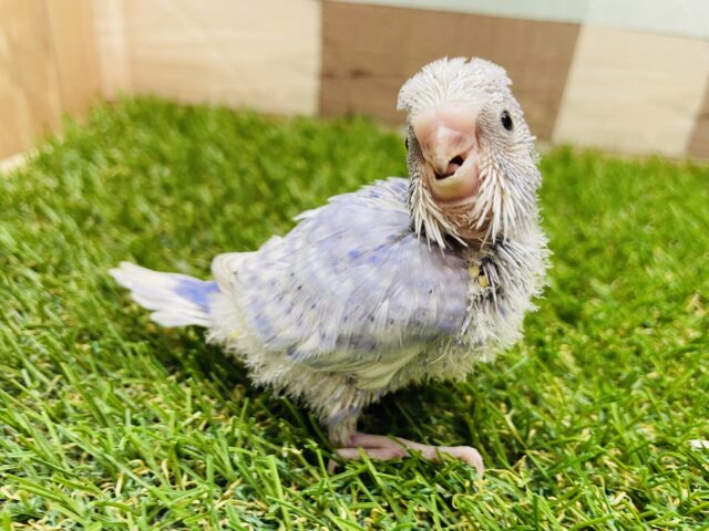 甘え上手で遊び上手？？☺️セキセイインコのスパングル！！