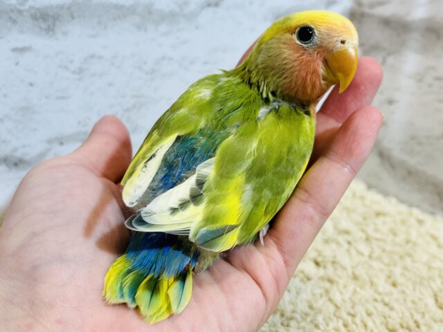 コザクラインコ（小桜インコ）