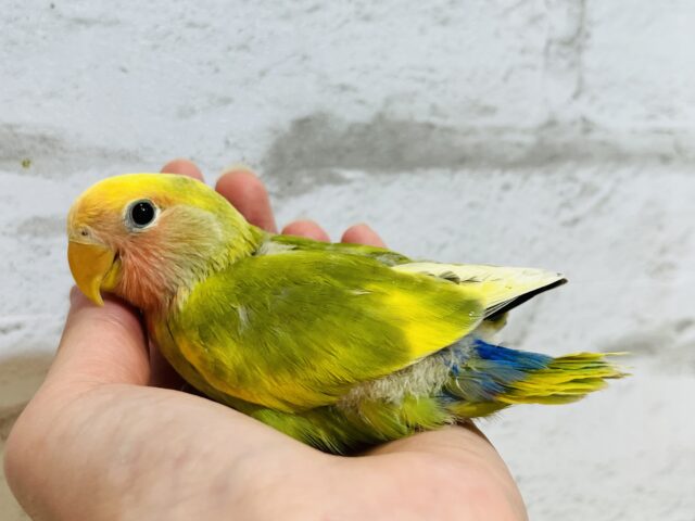 コザクラインコ（小桜インコ）