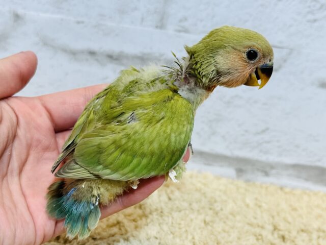 コザクラインコ（小桜インコ）