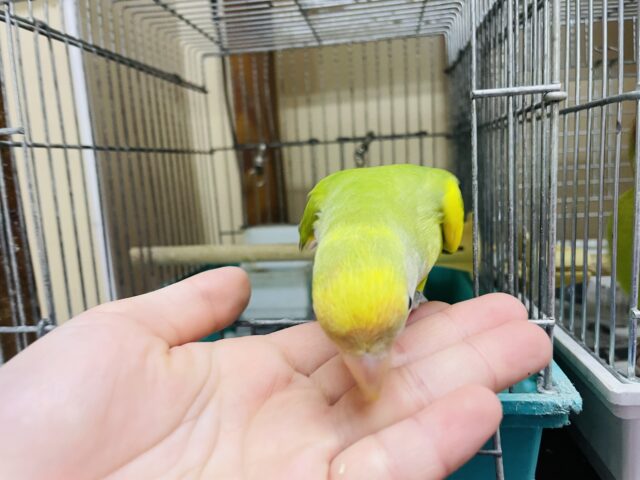 コザクラインコ（小桜インコ）