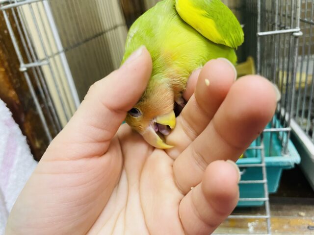 コザクラインコ（小桜インコ）