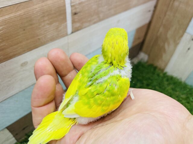 セキセイインコ