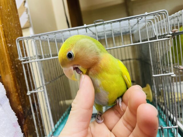 コザクラインコ（小桜インコ）