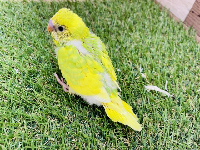 セキセイインコ