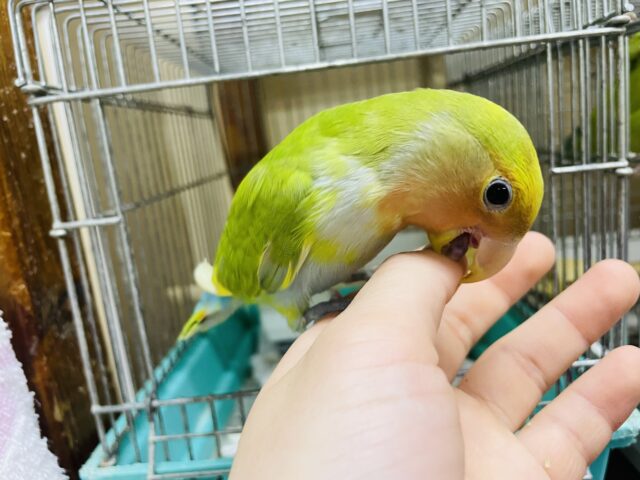 コザクラインコ（小桜インコ）