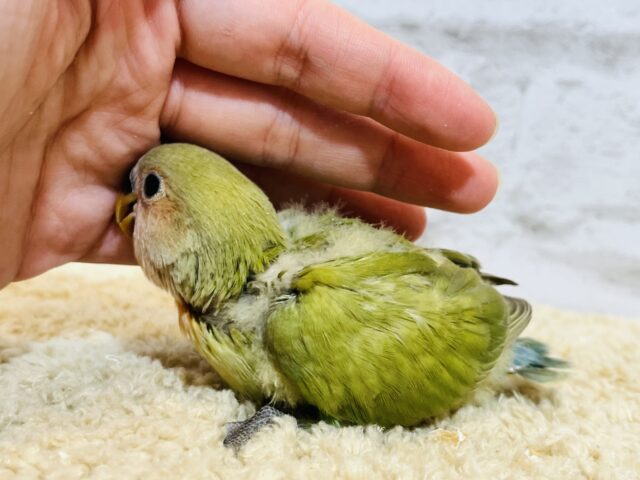 コザクラインコ（小桜インコ）