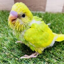 明るいグリーンとイエローが可愛いんですっ😍セキセイインコのスパングル！！