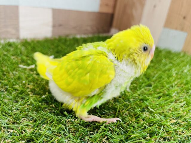 セキセイインコ