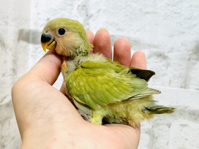 コザクラインコ（小桜インコ）