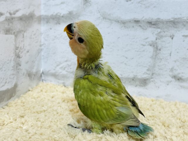 コザクラインコ（小桜インコ）