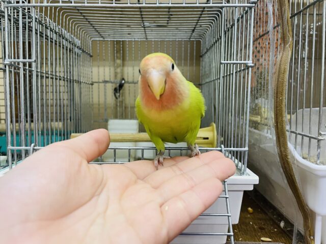 コザクラインコ（小桜インコ）