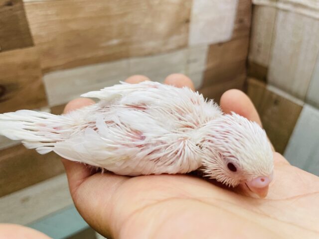 セキセイインコ