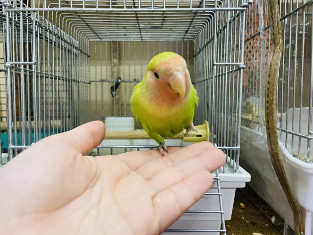 コザクラインコ（小桜インコ）