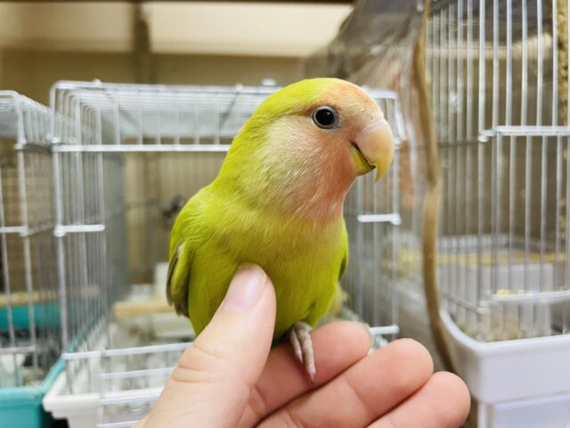 コザクラインコ（小桜インコ）