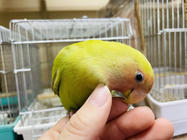 コザクラインコ（小桜インコ）