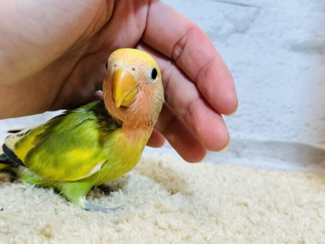 コザクラインコ（小桜インコ）