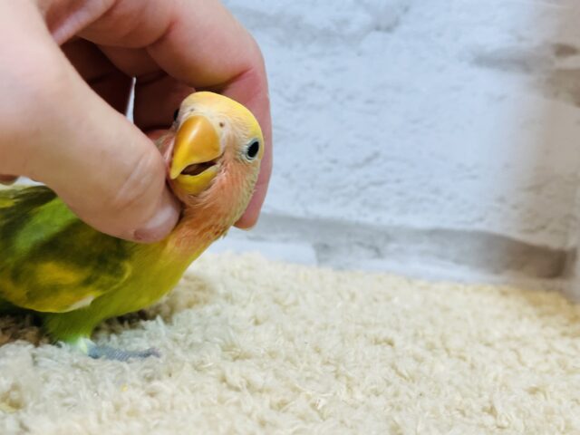 コザクラインコ（小桜インコ）